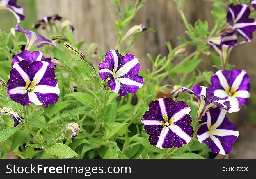 Flower, Plant, Flora, Purple