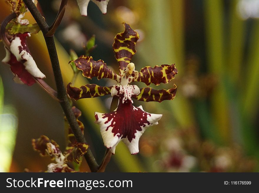 Flower, Flora, Plant, Flowering Plant