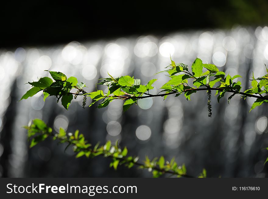 Green, Leaf, Branch, Flora