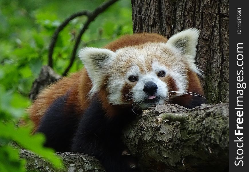 Red Panda, Mammal, Terrestrial Animal, Fauna