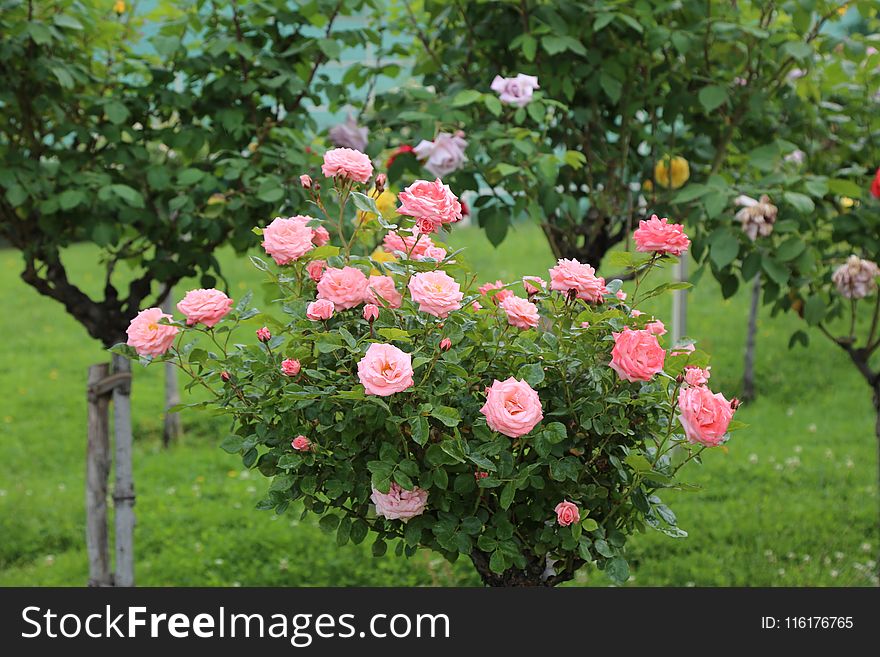 Flower, Plant, Rose Family, Rose