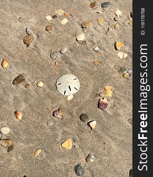 Sand, Seashell, Material, Pebble