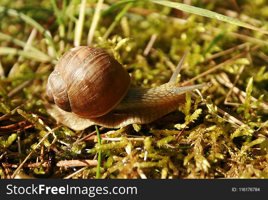 Snails And Slugs, Snail, Molluscs, Terrestrial Animal