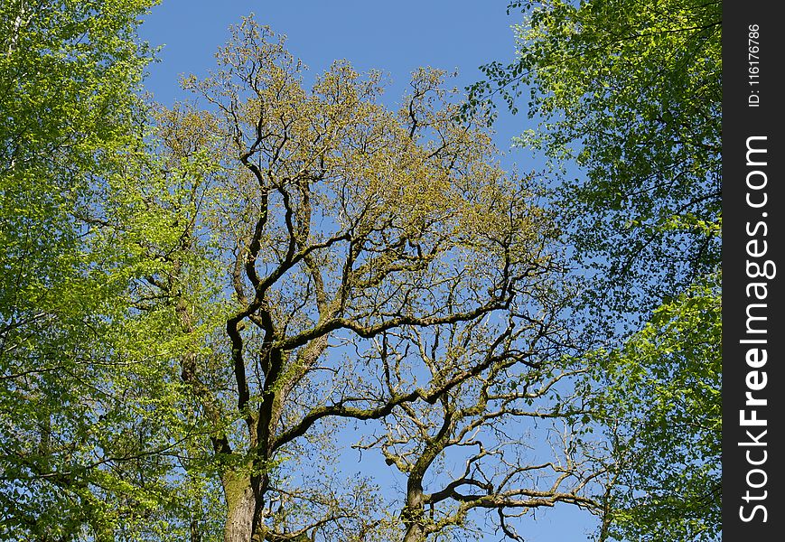 Tree, Sky, Branch, Nature