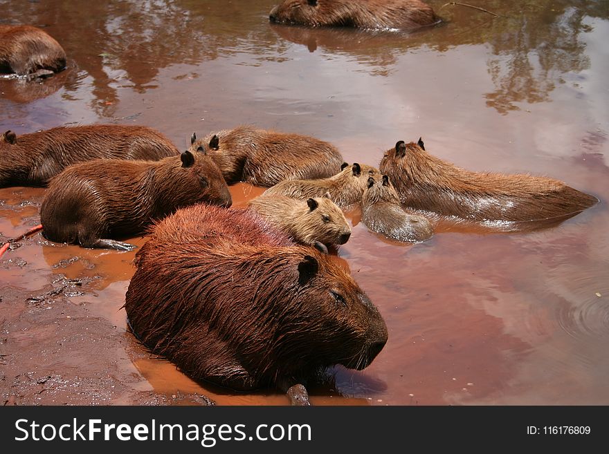 Beaver, Capybara, Mammal, Fauna
