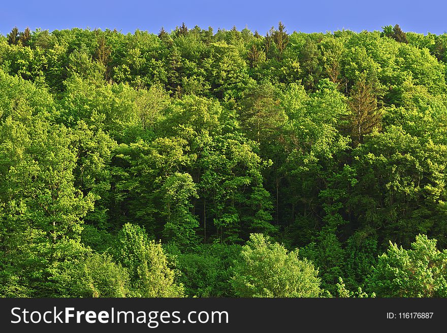 Vegetation, Temperate Broadleaf And Mixed Forest, Ecosystem, Tropical And Subtropical Coniferous Forests