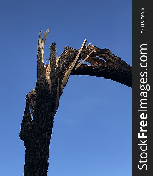 Sky, Tree, Woody Plant, Branch