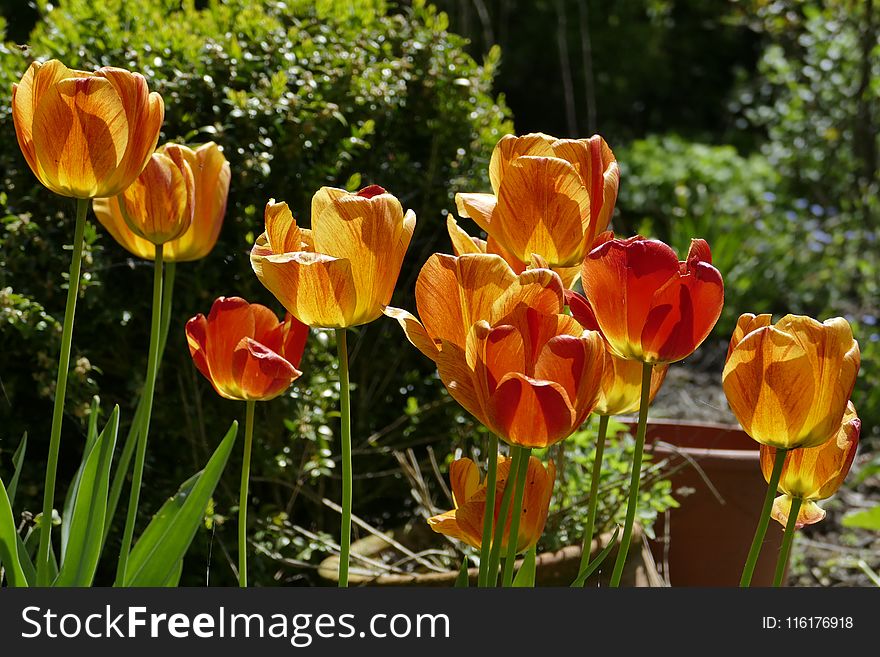 Flower, Plant, Flowering Plant, Tulip