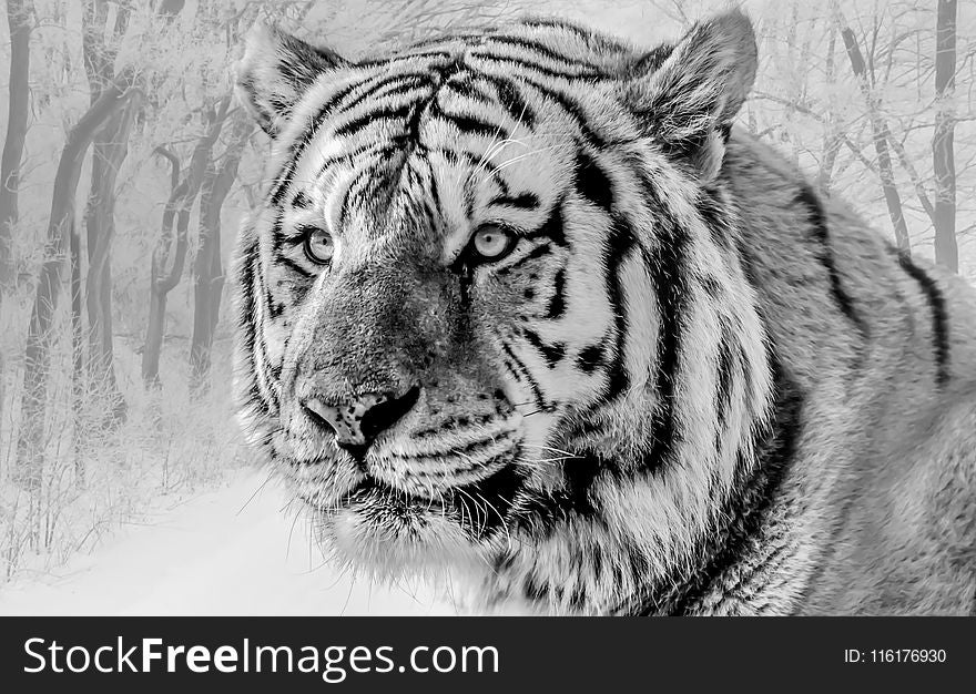 Wildlife, Tiger, Black And White, Mammal