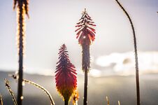 Red Flowers With Sunset Light Stock Photos