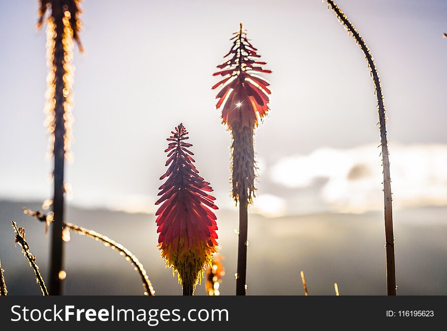 Red Flowers With Sunset Light