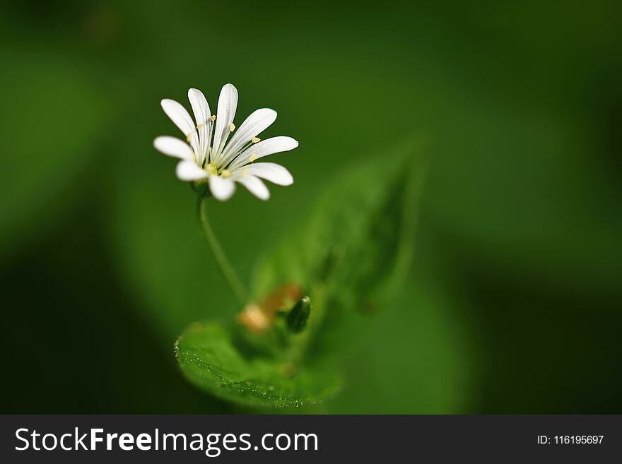 Beautiful Little Spring White Flower. Natural Colored Blurred Background With Forest.Stellaria Nemorum