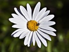 White And Yellow Daisy Flower Royalty Free Stock Photo