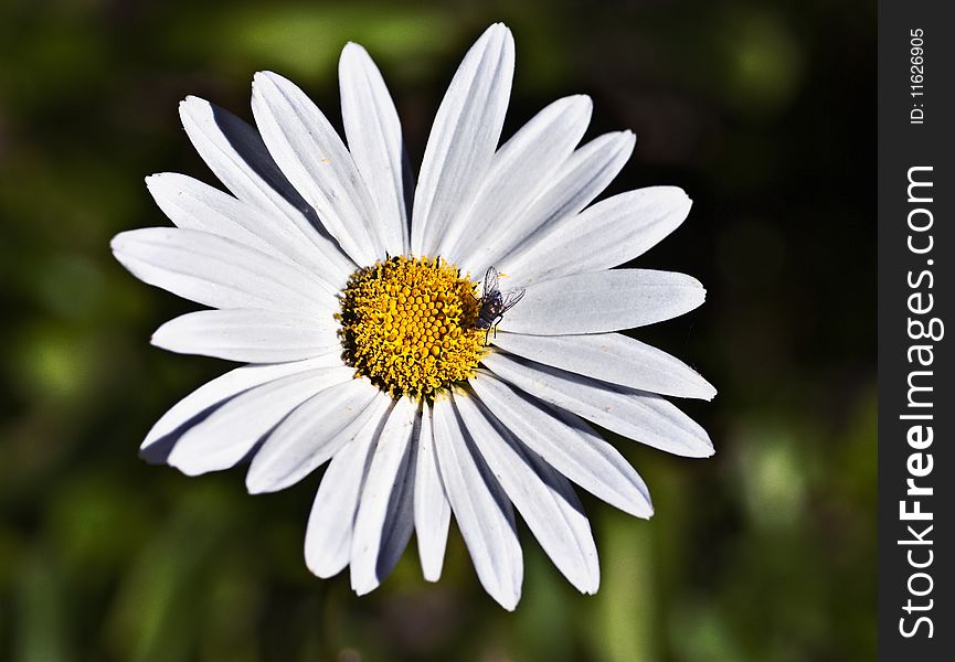 White and Yellow Daisy Flower