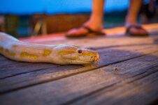 Big Yellow Burmese Python Crawling On The Floor Royalty Free Stock Image Big Yellow Burmese Python Crawling On The Floor Royalty Free Stock Image