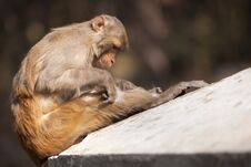 The Monkey Considers The Knee In Search Of Fleas Royalty Free Stock Photography