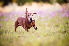 Picture Of A Wiener Dog Running In The Park On A Warm Sunny Day Stock Photo