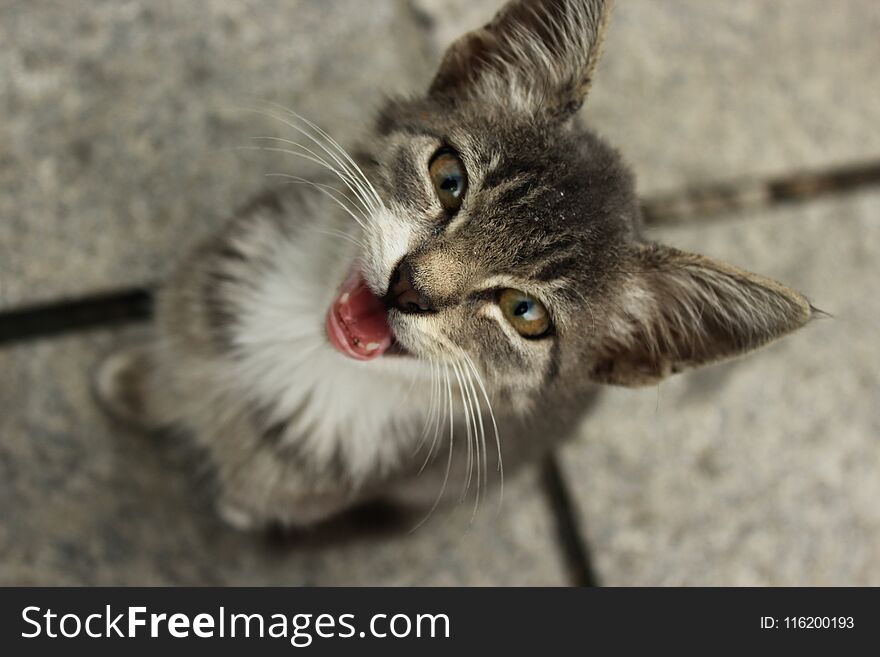 A small cute street cat from georgia looking intrepidly into the camera and meowing. Focus is on the cat`s head so the rest is a bit hazy. A small cute street cat from georgia looking intrepidly into the camera and meowing. Focus is on the cat`s head so the rest is a bit hazy