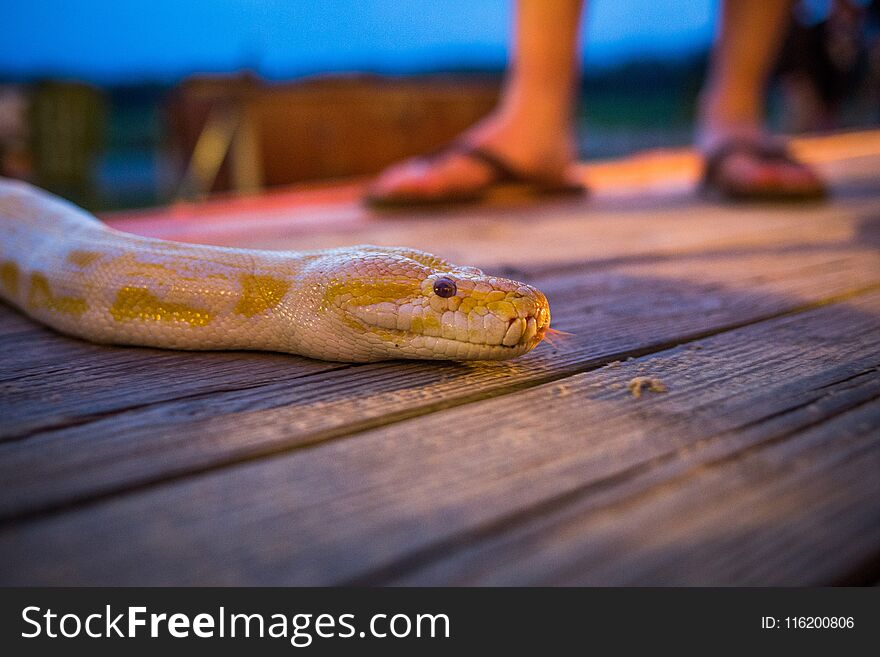 Big yellow burmese python crawling on the floor at night