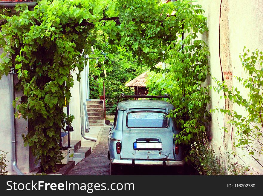 A small car parked in a narrow street where many green plants wiggle