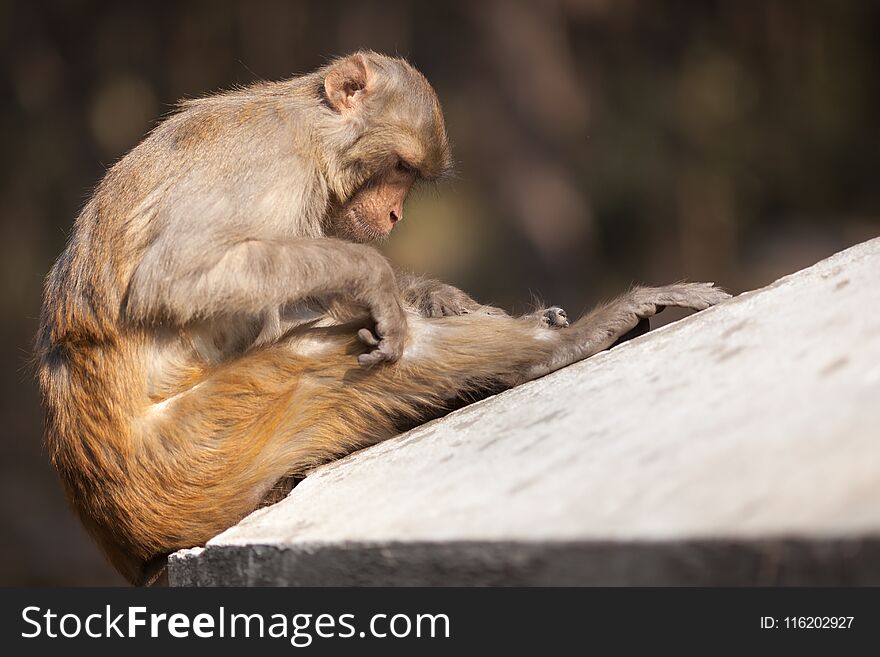 The adult monkey tries to discover fleas on herself on a knee, basking in the sun, on a gray wall. The adult monkey tries to discover fleas on herself on a knee, basking in the sun, on a gray wall.