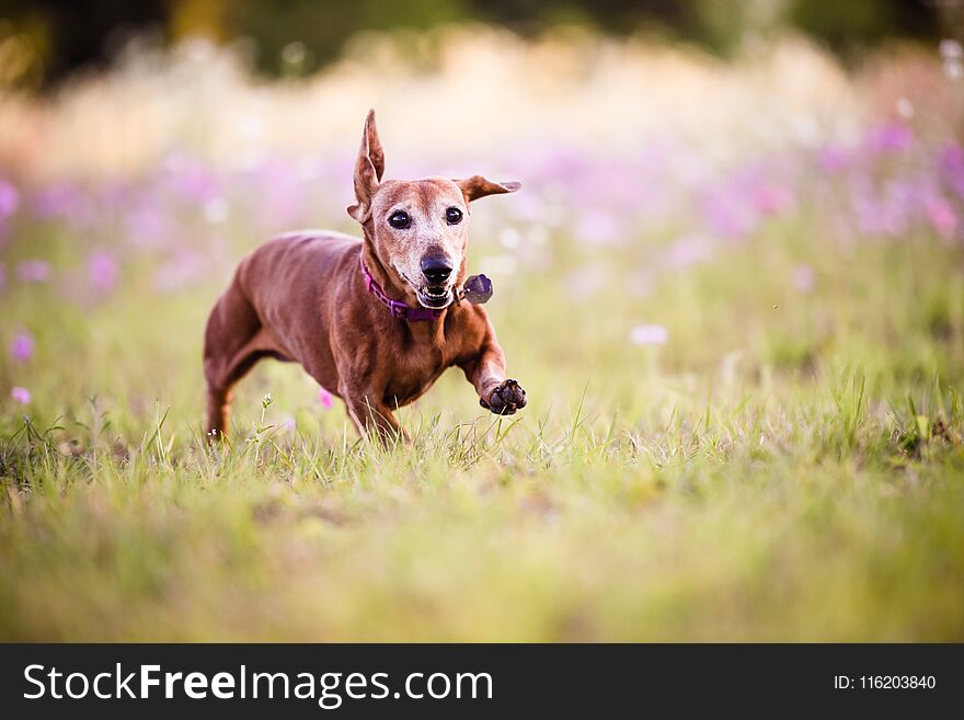 Picture of a Wiener dog running in the park on a warm sunny day