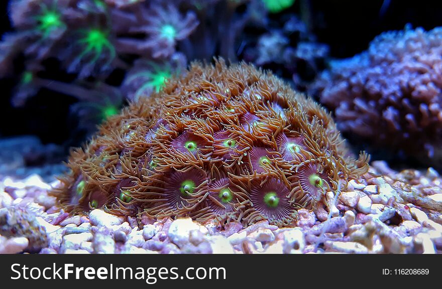 Zoanthus Coral polyps in reef aquarium tank scene