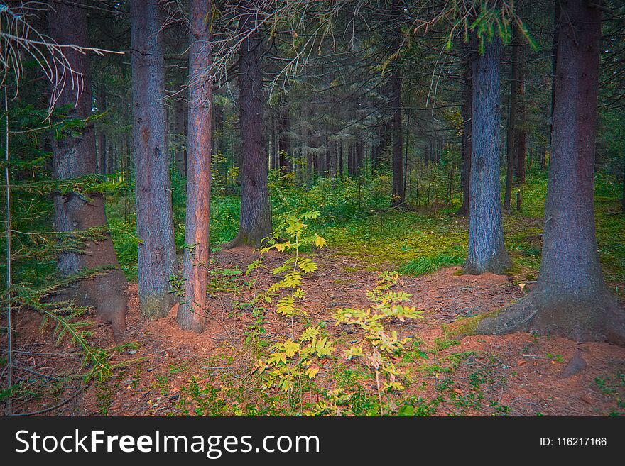 Evening in the beautiful spruce autumn forest. Evening in the beautiful spruce autumn forest