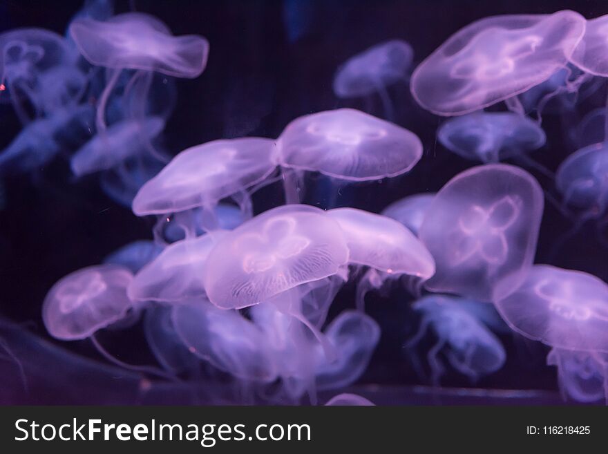 Moon jellyfish Aurelia aurita purple translucent color and purple background. Aurelia aurita also called the common jellyfish, moon jellyfish, moon jelly, or saucer jelly is a widely studied species of the genus Aurelia. Moon jellyfish Aurelia aurita purple translucent color and purple background. Aurelia aurita also called the common jellyfish, moon jellyfish, moon jelly, or saucer jelly is a widely studied species of the genus Aurelia