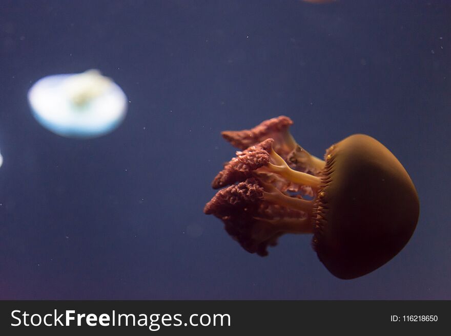 Close up macro Horizontal Full length image of a breede jellyfish brown color and blue background