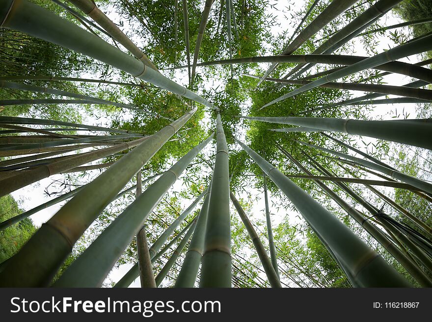 Bamboo trees looking up