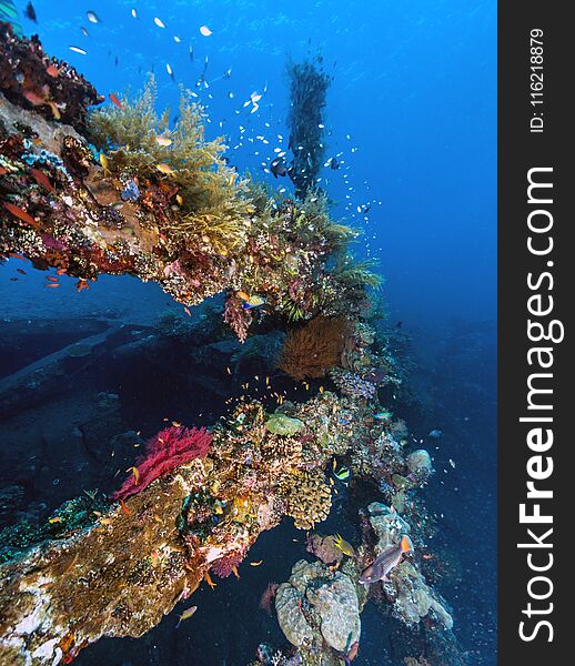 Underwater scene off the coast of Bali. Underwater scene off the coast of Bali