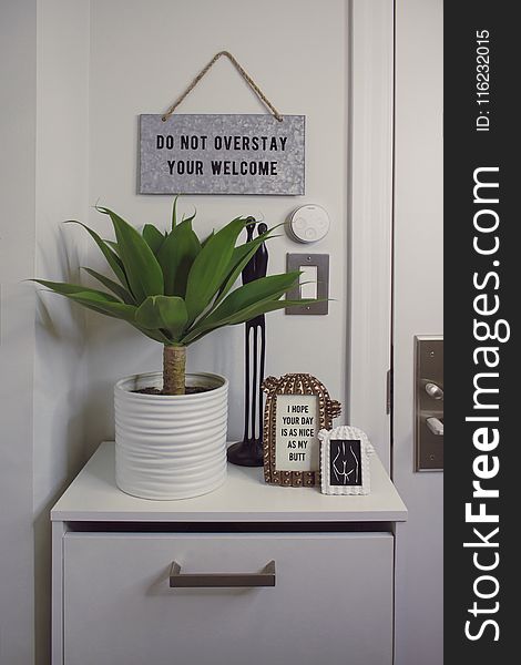 Green Dracaena Plant With White Pot On White Wooden Surface