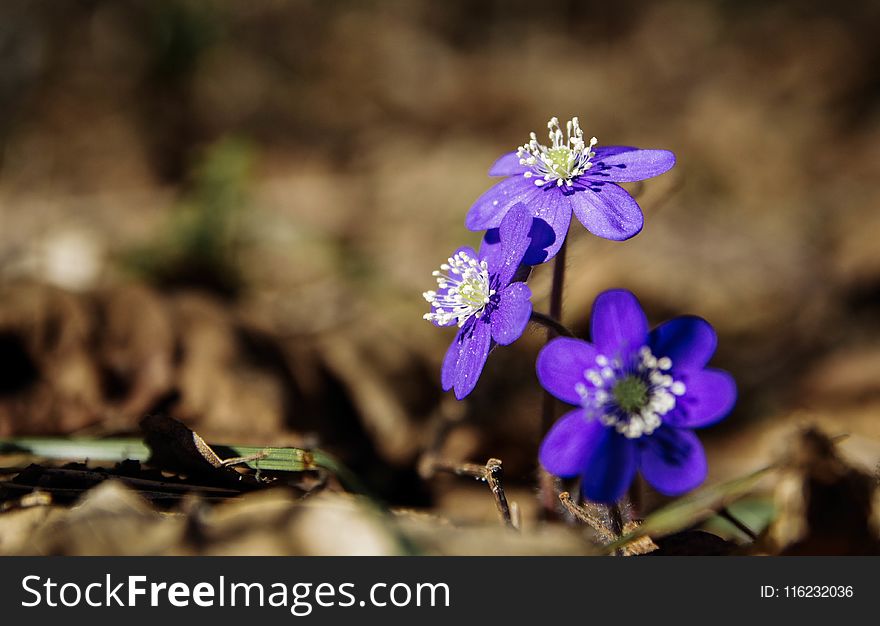 Selective Focus Photography Of Purple Petaled Flowers