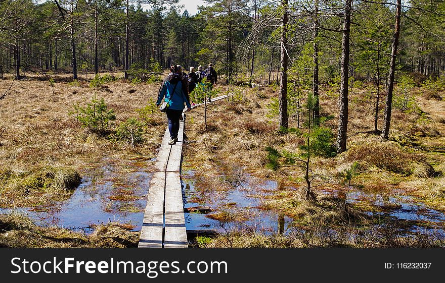 People Walking in Brown Wooden Planks in Forest