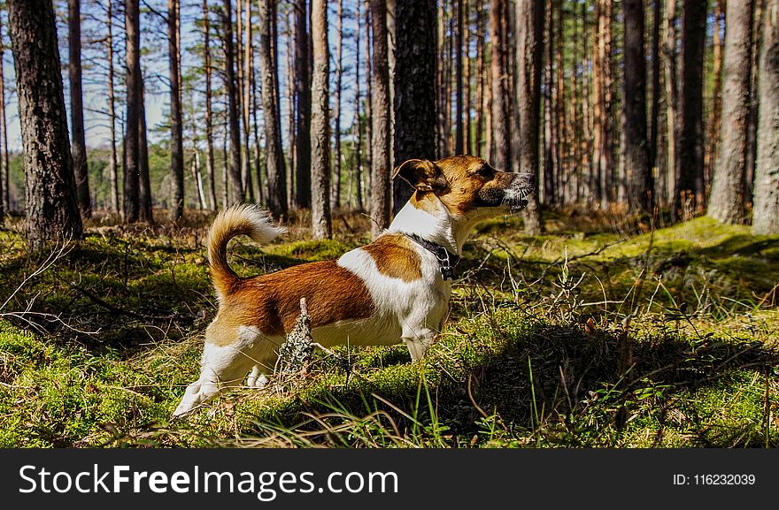 Medium Short-coated Tan And White Dog On Focus Photo