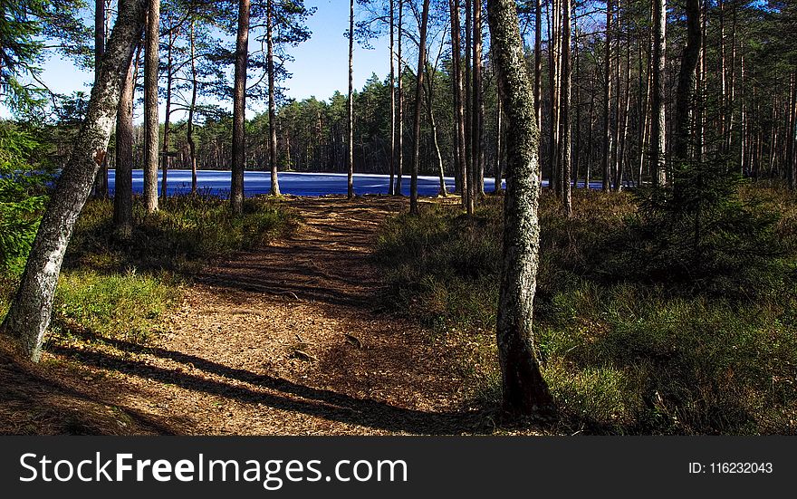 Photo of Forest Flooring