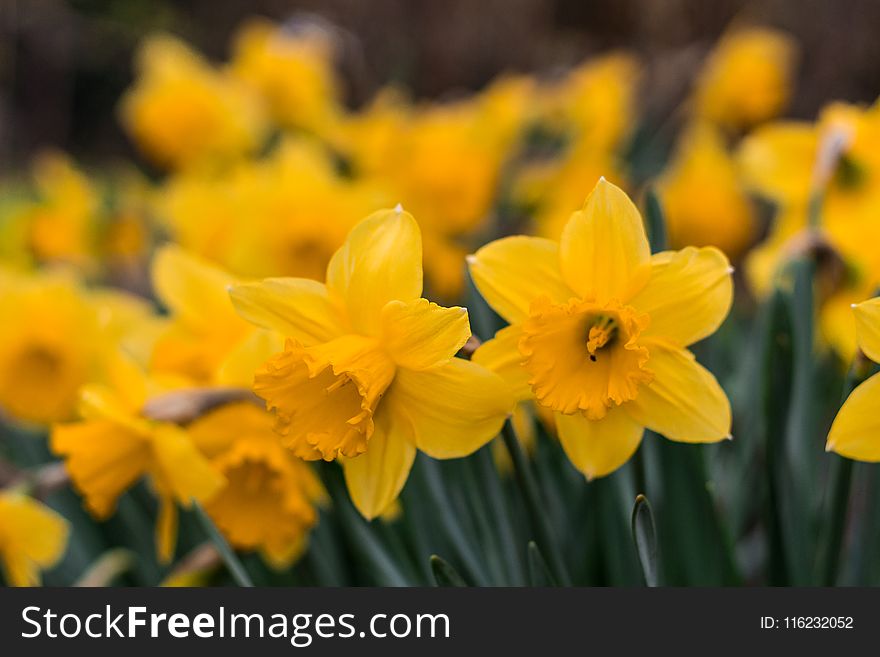 Yellow Daffodils In Selective Focus Photography