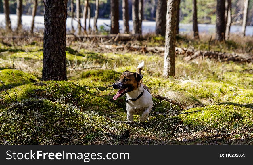 Photo Of Tan And White Terrier On Woods