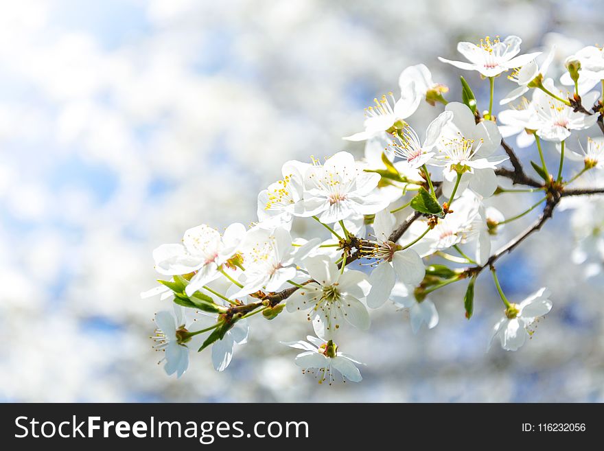 Selective Focus Photography of White Cherry Blossom Flowers