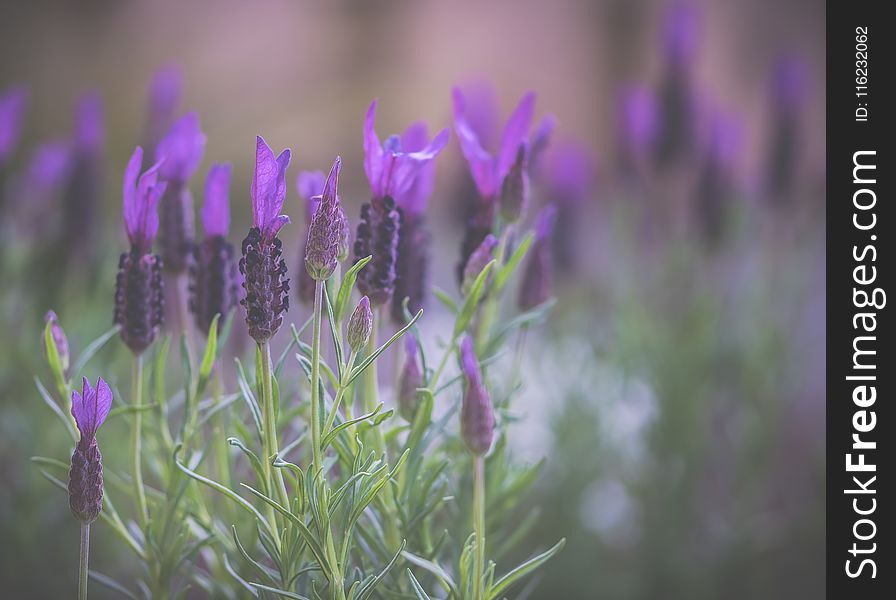 Purple Lavender Flowers in Selective Focus Photography