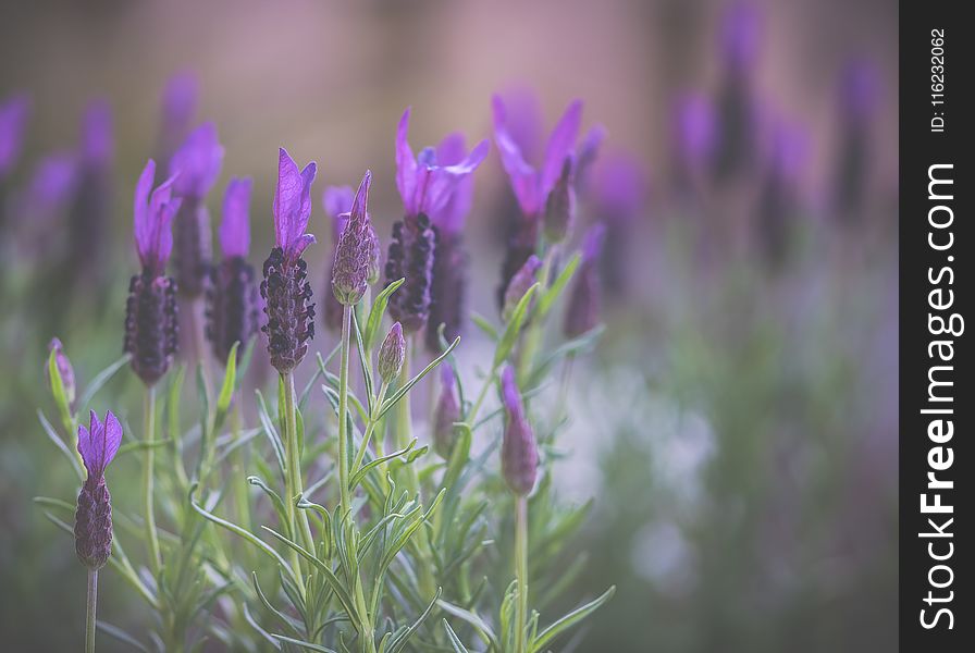 Purple Lavender Flowers In Selective Focus Photography