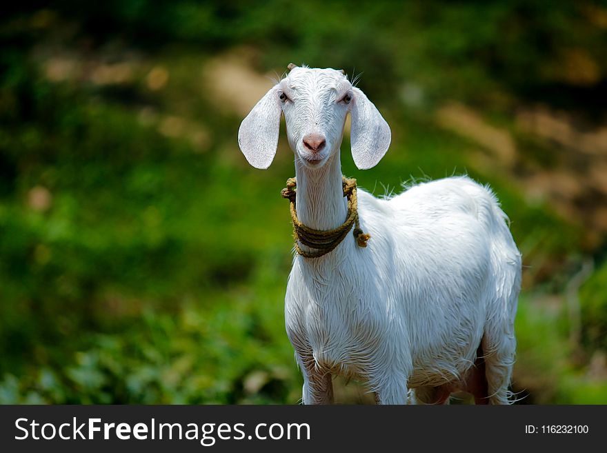 Selective Focus Photography of Goat