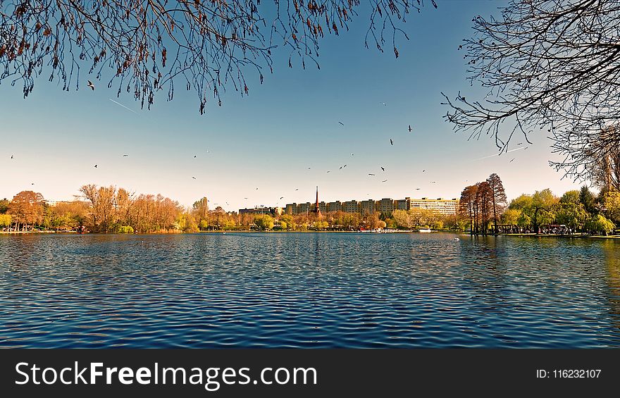 Body Of Water Near Brown Tree