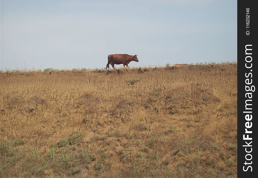 Brown Cow Standing on a Grass Field