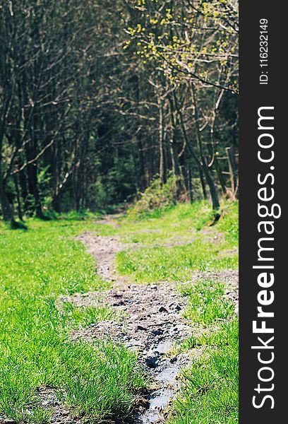 Green Grass Near Leafed Trees