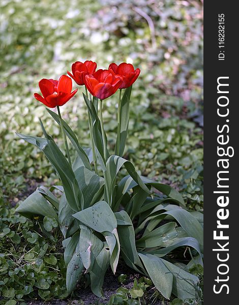 Red Tulip Flower Arrangemnet