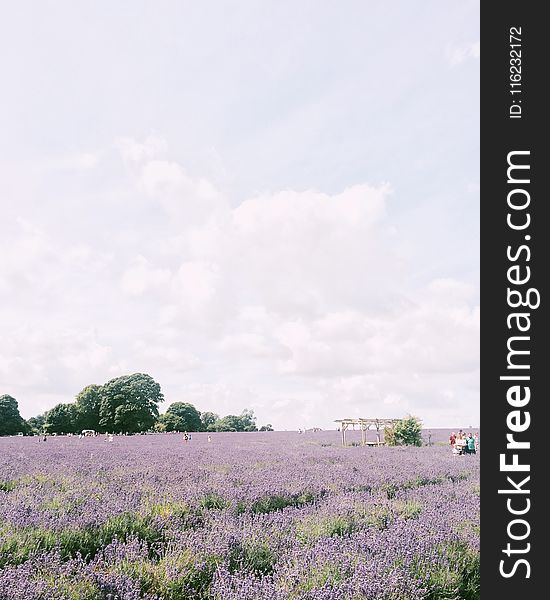 Photography of Purple Petaled Flower Field