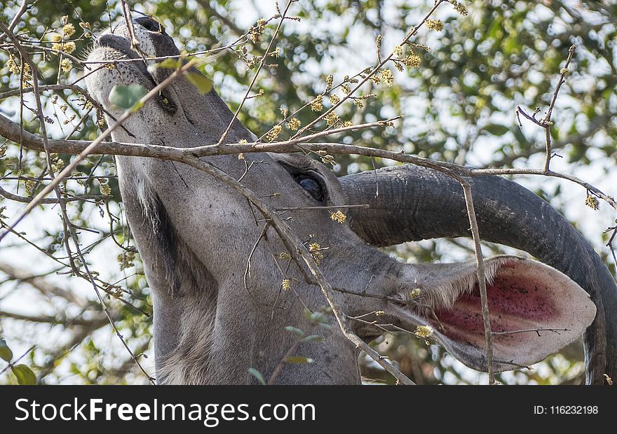 Animal Eating Leaves