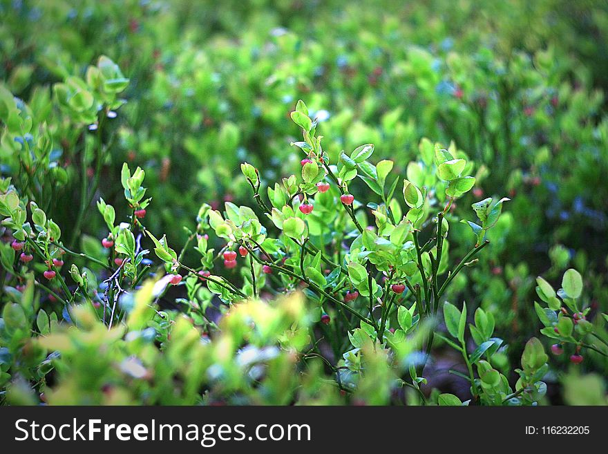 Bed of Green Leaf Plant